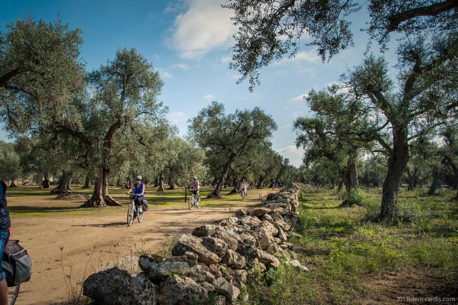 fietsen olijfbomen puglia