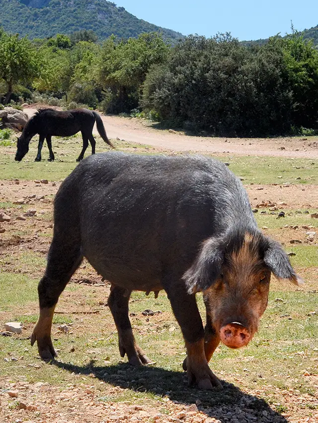 Oostkust Sardinie wild zwijn