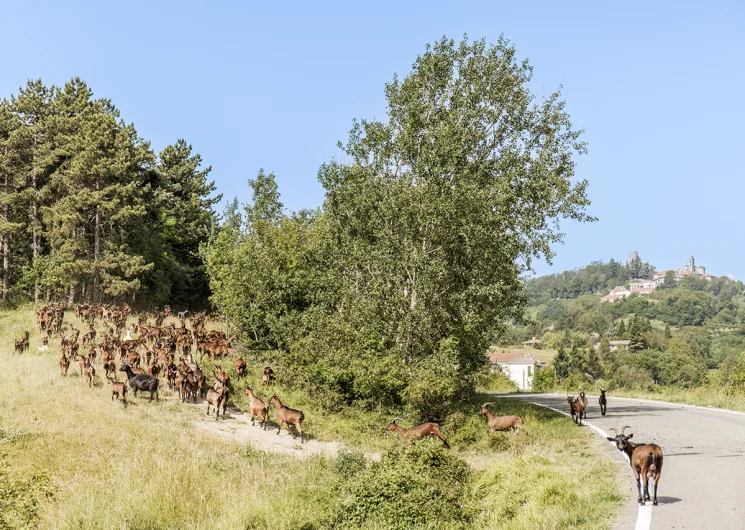 Agriturismo Ca’Pasquin in Roccaverano omgeving